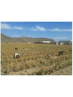 Elysius Naturkosmetik – Bio Aloe Vera Gel 99% heilt und kühlt die Haut